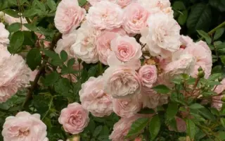 Еулалия Беридж / Євлалія Берідж