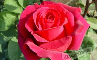 Илона / Ілона