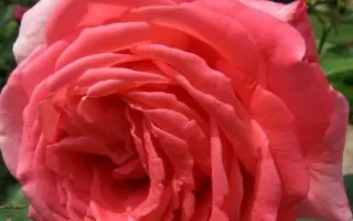 Интерфлора / Інтерфлора