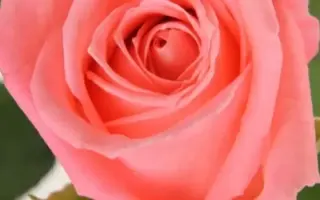 Карина / Каріна