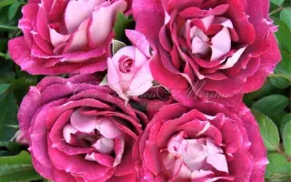 Lexalleb / Лексаллеб