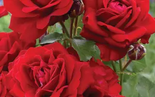 Лилли Марлен / Лілі Марлен