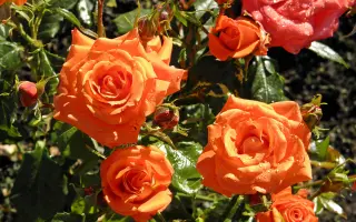 Марина / Маріна