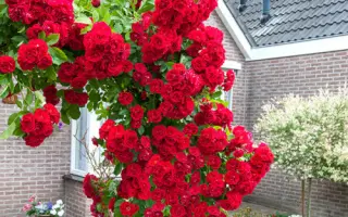 Полс Скарлит Клаймбер / Поулс Скарліт Клаймбер