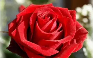 Ред Куин / Ред Куїн