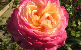 Рина Херхольд / Рина Херхольдт