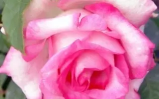 RUICL 1632B / РЮІЦЛ 1632Б