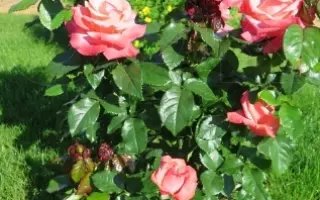 Сильвер фьюбили / Сільвер Фьюбілі