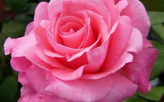 Сильвия / Сільвія