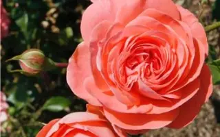 Schegonzo / Схегонзо