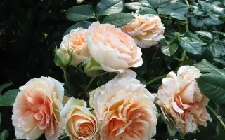 Schexlu / Схекслу