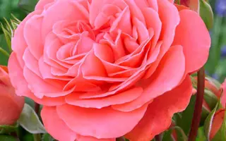 Schepburg / Схєпбург