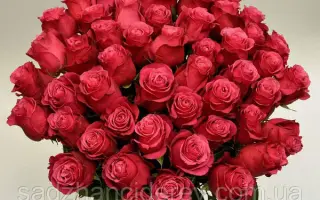 Schojoeri / Схоюрі