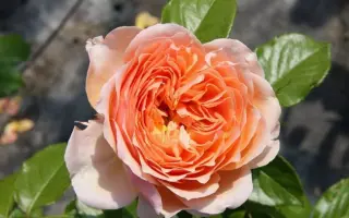 Schrekla / Схрекла