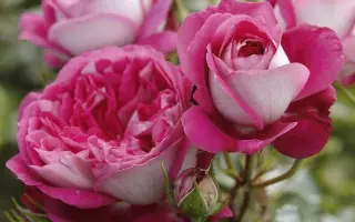 Tan 00993 / Тан 00993