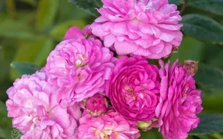 Tanavl / Танавл