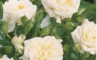 Tanobmil / Танобмил