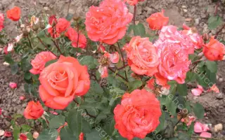 Троймерай / Треумерай