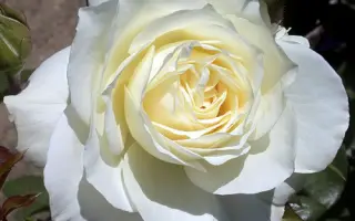 Уайт христмас / Уайт Христмас