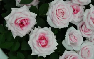 Фламинго / Фламінго