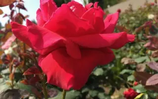 Хенкель Роял