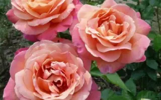 Чикаго Пис / Чикаго Піс