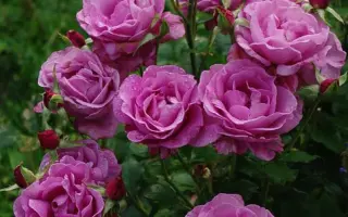 Шокинг Блу / Шокінг Блу