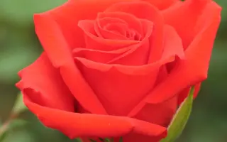 Ягуар / Ягуар,ЗГр