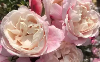 Seldream / Cелдрім