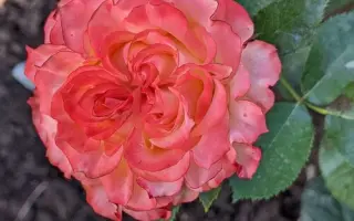 Schaflow / Cхафлоу