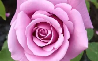 Schiallo / Cхіалло