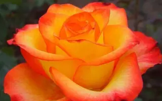 Schirus / Cхірюс