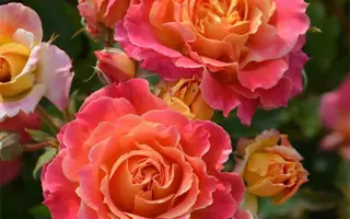 Schlaire / Cхлайре