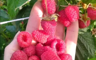 ADVABEMAP / АДВАБЕМАП