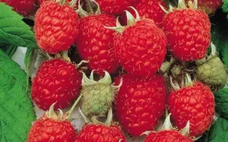 Благородна