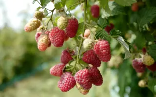 Glen Dee / Глен Ді