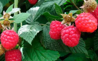 Glen Ample / Глен Емпл