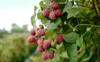 Glen Fyne / Глен Файн