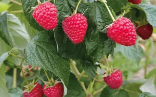 DELNIWA / ДЕЛНІВА