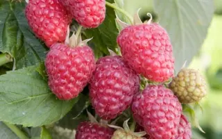 Joan J / Джоан Джей