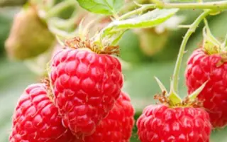 Driscoll Maravilla / Дрісколл Маравілла