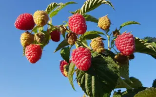 Sugana / Зугана