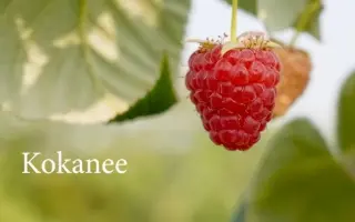 Kokanee / Кокані