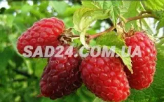 Новокитаевская / Новокитаївська