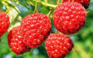 Octavia / Октавія