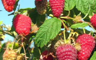 POEMAT / ПОЕМАТ