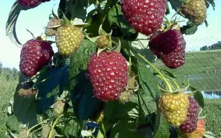 POLANA / ПОЛАНА