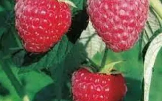 POLESIE / ПОЛЕСЬЄ