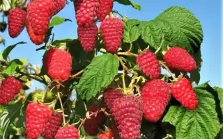 POLONEZ / ПОЛОНЕЗ