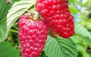 PRZEHYBA / ПШЕХИБА